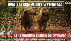 Startuje ósma loteria „Dwa Szybkie Żubry”