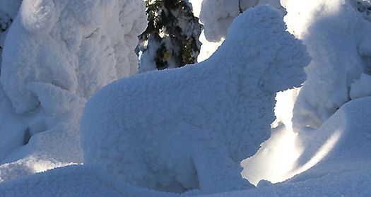 Mroźne piękno natury