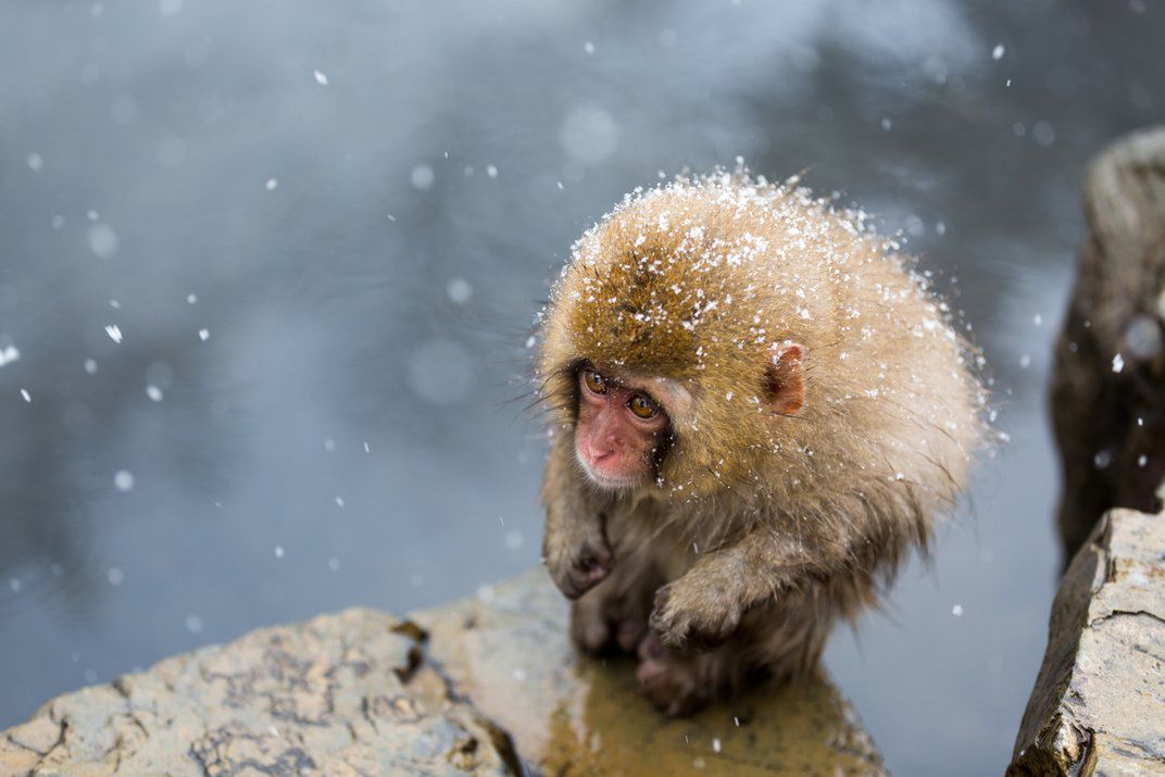 Znamy zwycięzców i finalistów Smithsonian Photo Contest 2015 5