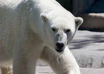 Niedźwiedzie polarne czując głód nie pogardzą trawą, jagodami i... akumulatorem
