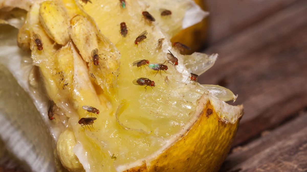 Muszki owocówki znaleźć można w pobliżu produktów, które zaczynają się psuć.