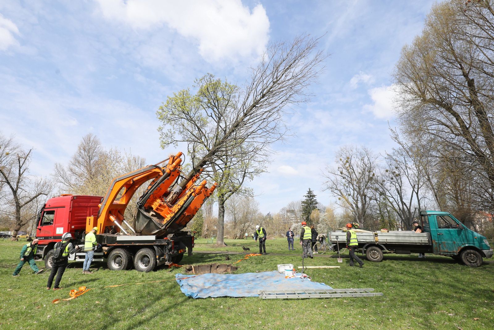Warszawa. Trwa akcja przesadzania drzew