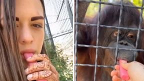 Skandal w zoo na Krymie. Nagranie z Rosjanką niesie się po sieci