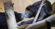 Łódzkie zoo promuje się na Walentynki. Zaproszenie oburzyło radnego PiS