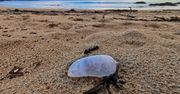 Hiszpania. Na plażach pojawił się niebezpieczny "żeglarz portugalski"