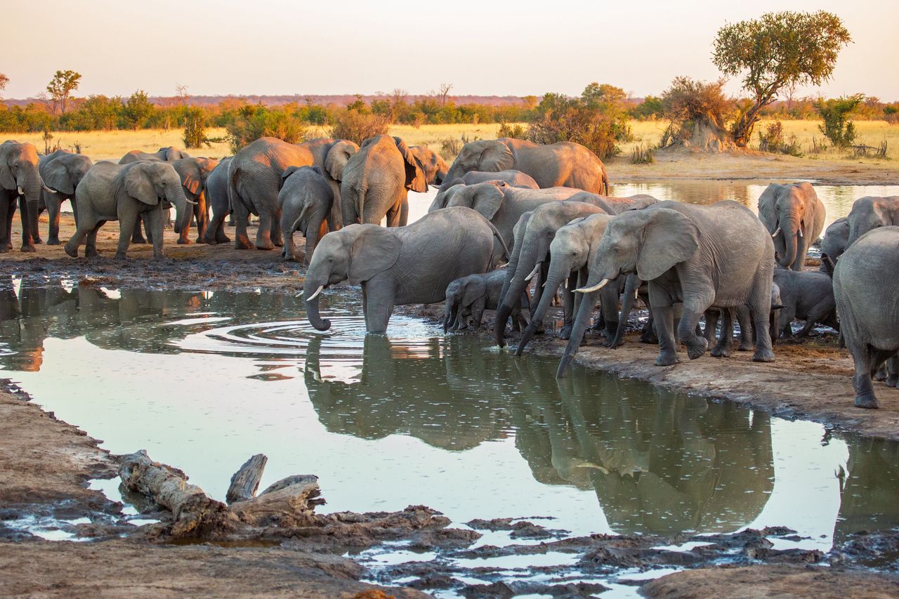 Approximately 100,000 elephants live in the Hwange nature reserve.