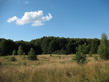 To jedno z najpiękniejszych miejsc w okolicach Warszawy. Kładka Motylowe Łąki zachwyca spacerowiczów