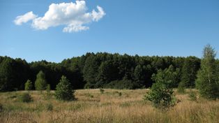 To jedno z najpiękniejszych miejsc w okolicach Warszawy. Kładka Motylowe Łąki zachwyca spacerowiczów