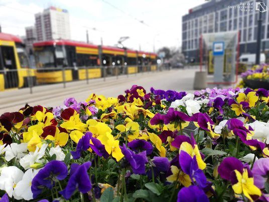 Warszawa. Warszawiacy adoptują rośliny zastępowane na miejskich rabatach kolejnych kwitnącym okazem flory. Teraz do wzięcia będą bratki, które zdobiły pętle komunikacyjne
