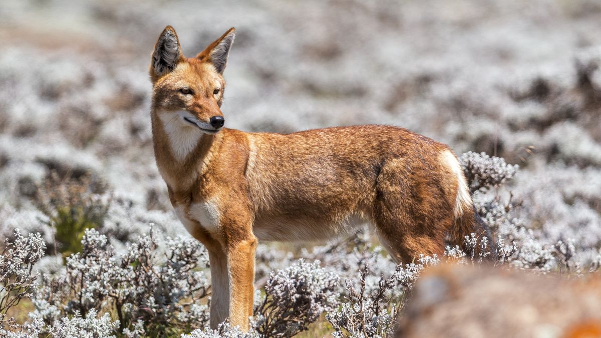 Wilk etiopski. Odkryto niecodzienne zachowanie drapieżnika