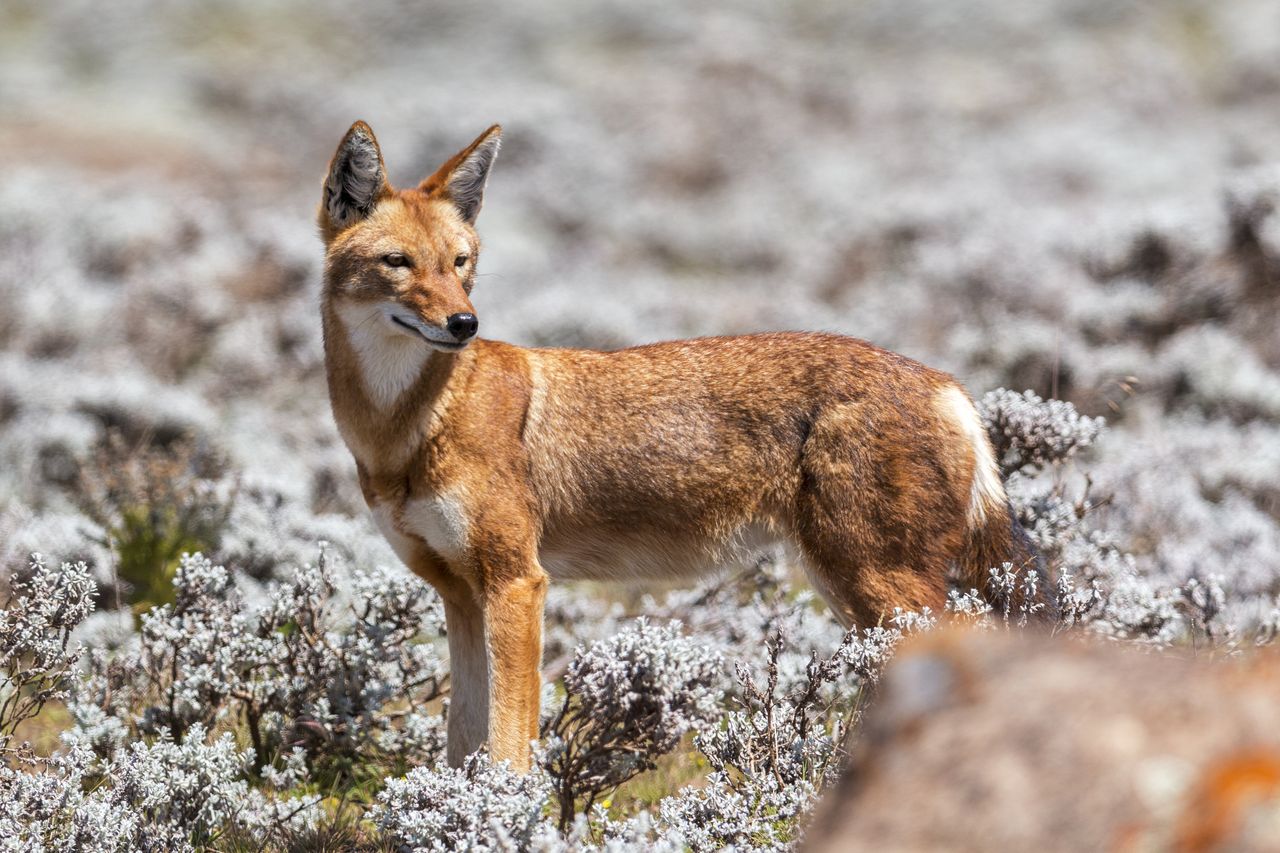 Ethiopian wolf. Unusual behavior of the predator discovered