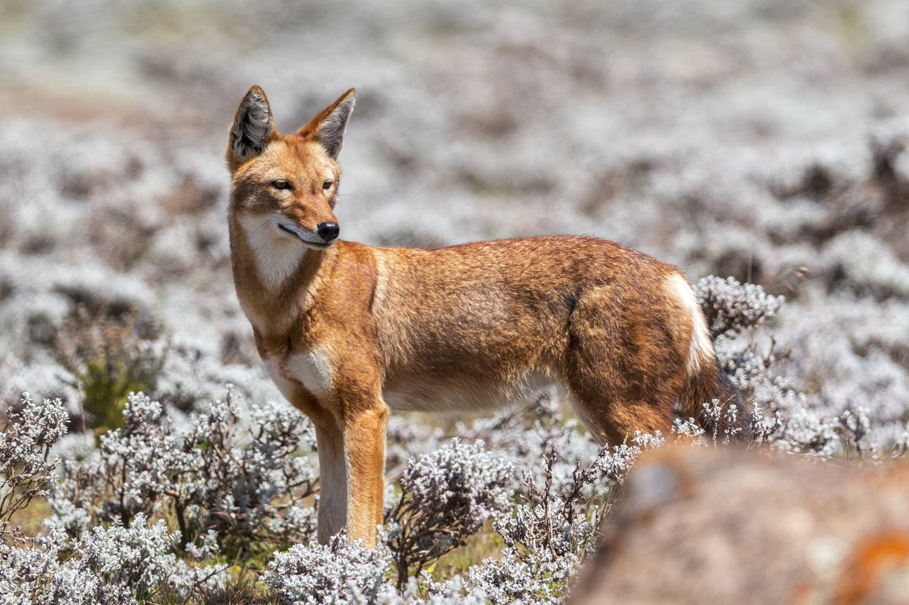 Ethiopian wolves: Predators turned pollinators in ecosystem twist