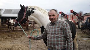 Sędziszów: Rolnik Roku 2025 w Świętokrzyskiem ma 100 koni i 40 lat doświadczenia. Historia pasji i pracy Zdzisława Capigi z Marianowa