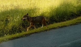 Wilk widziany w Przysłupiu chwilę przed atakiem na dzieci