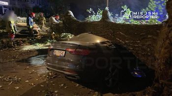 Warszawa: Potężne drzewo runęło na 4 zaparkowane auta na Mokotowie
