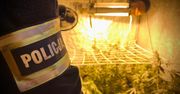 Ukryta plantacja marihuany w centrum Łodzi. Policja zatrzymała 46-latka