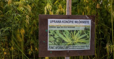 Polska firma przetwarzająca konopie przejęta za 100 mln złotych
