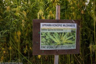 Polska firma przetwarzająca konopie przejęta za 100 mln złotych