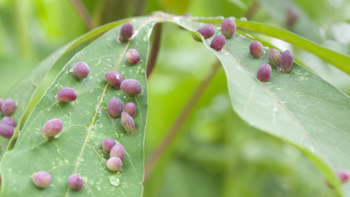 Nicienie. Jak są zbudowane, czym się charakteryzują?