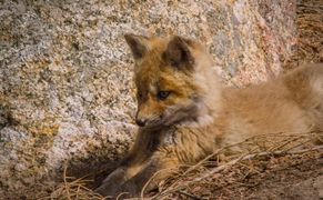 Polsat Viasat Nature HD Nowa Anglia: cuda natury