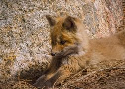 Polsat Viasat Nature HD Nowa Anglia: cuda natury