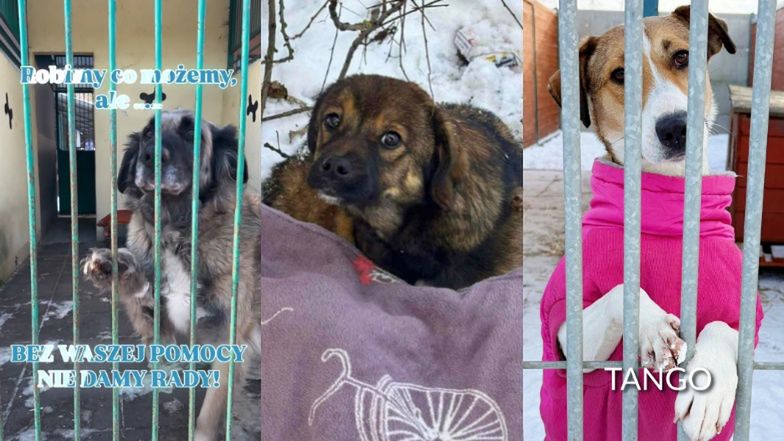 Zwierzaki potrzebują naszej pomocy