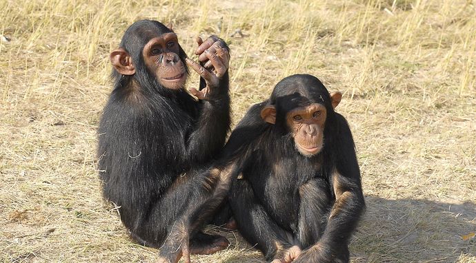 Mbudha - śladami szympansów