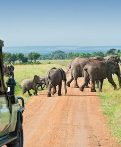Masai Mara – Afryka w pigułce