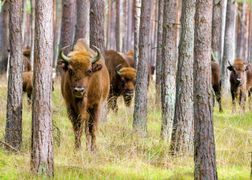 Polsat Viasat Nature HD Dziki Wschód Polski