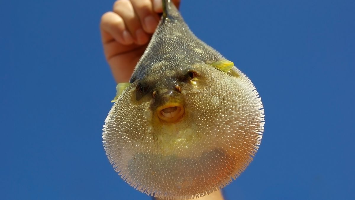 Małżeństwo z Malezji zatruło się rybą rozdymką. Fot./Adobe Stock