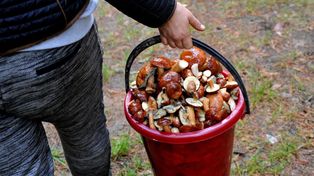 Kto zerwie, ten pożałuje. Jadalne grzyby, których nie wolno zbierać