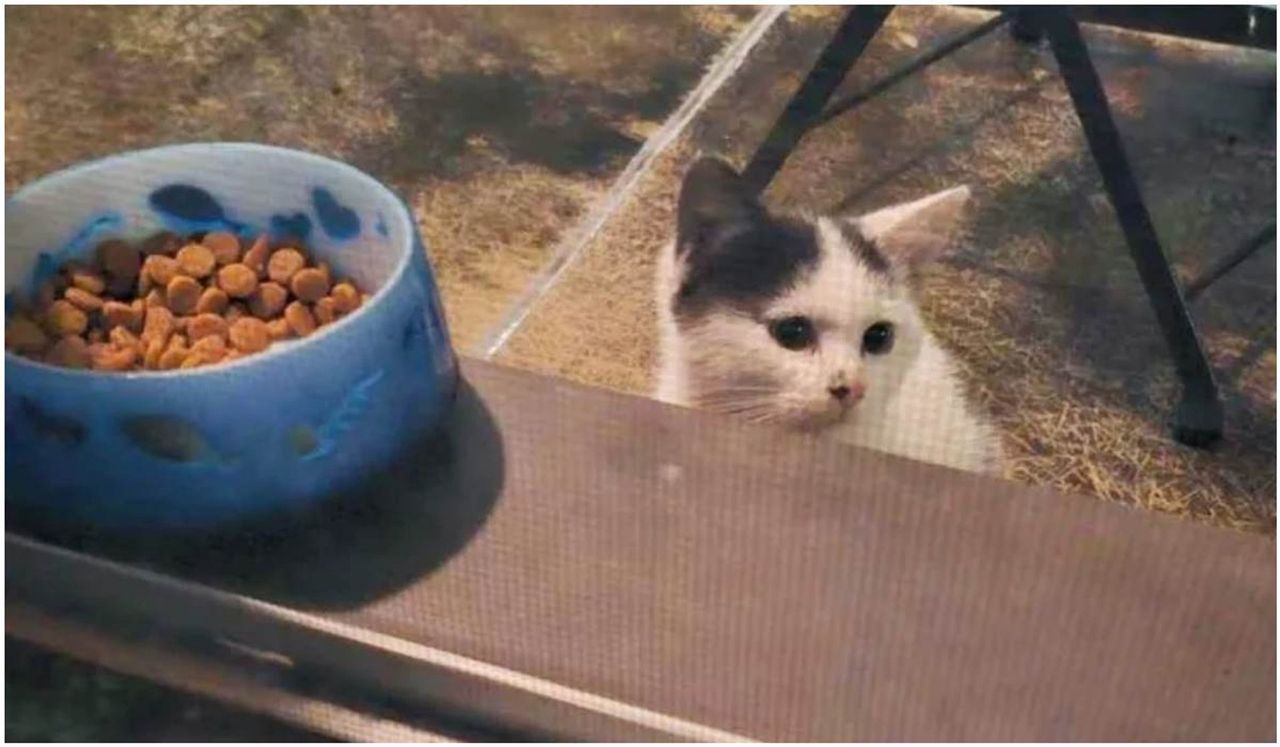 A tiny kitten climbed up onto the balcony.