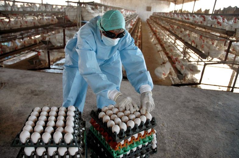 Ptasia grypa. Pierwszy raz w historii amerykańskie jaja trafią do Korei Południowej