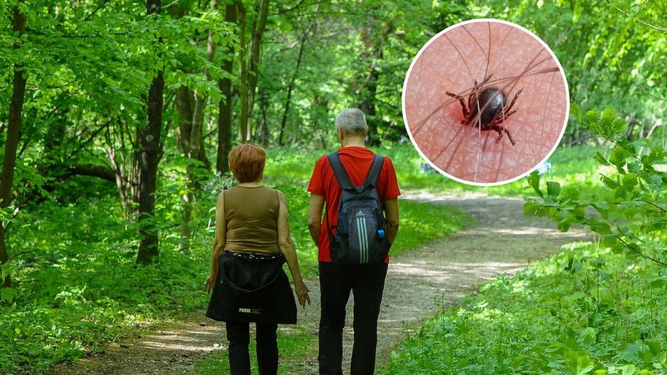 Włóż w lesie do kieszeni. Odgonisz komary i kleszcze