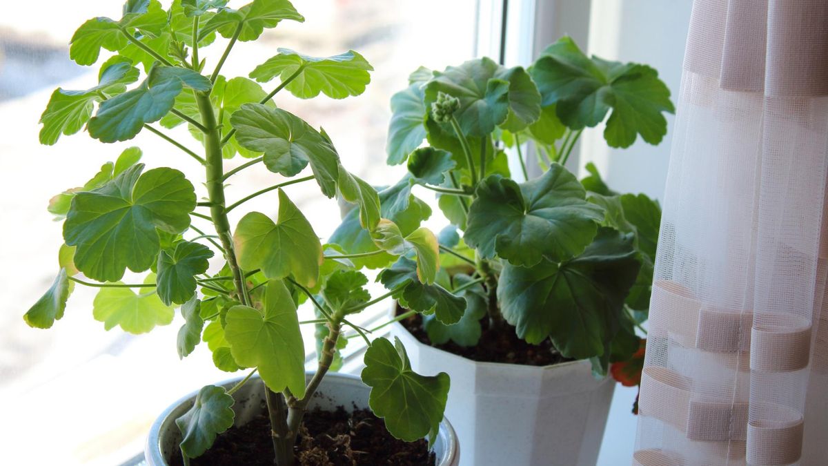 Hit PRL-u znowu w modzie. Roślina cenna dla zdrowia