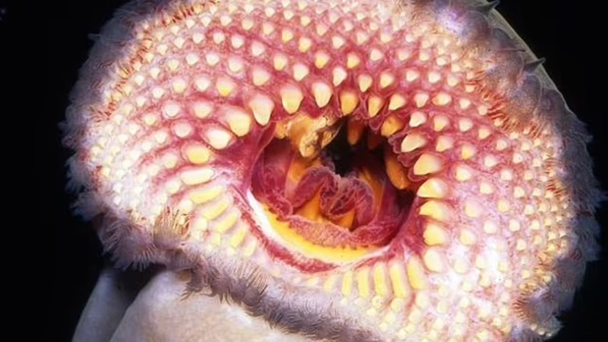 Wyglądają jak potwory, jednak w rzeczywistości ich obecność w zbiorniku wodnym to dobry znak