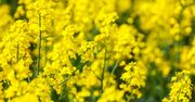 Coś niedobrego dzieje się z rzepakiem z krajowych pól