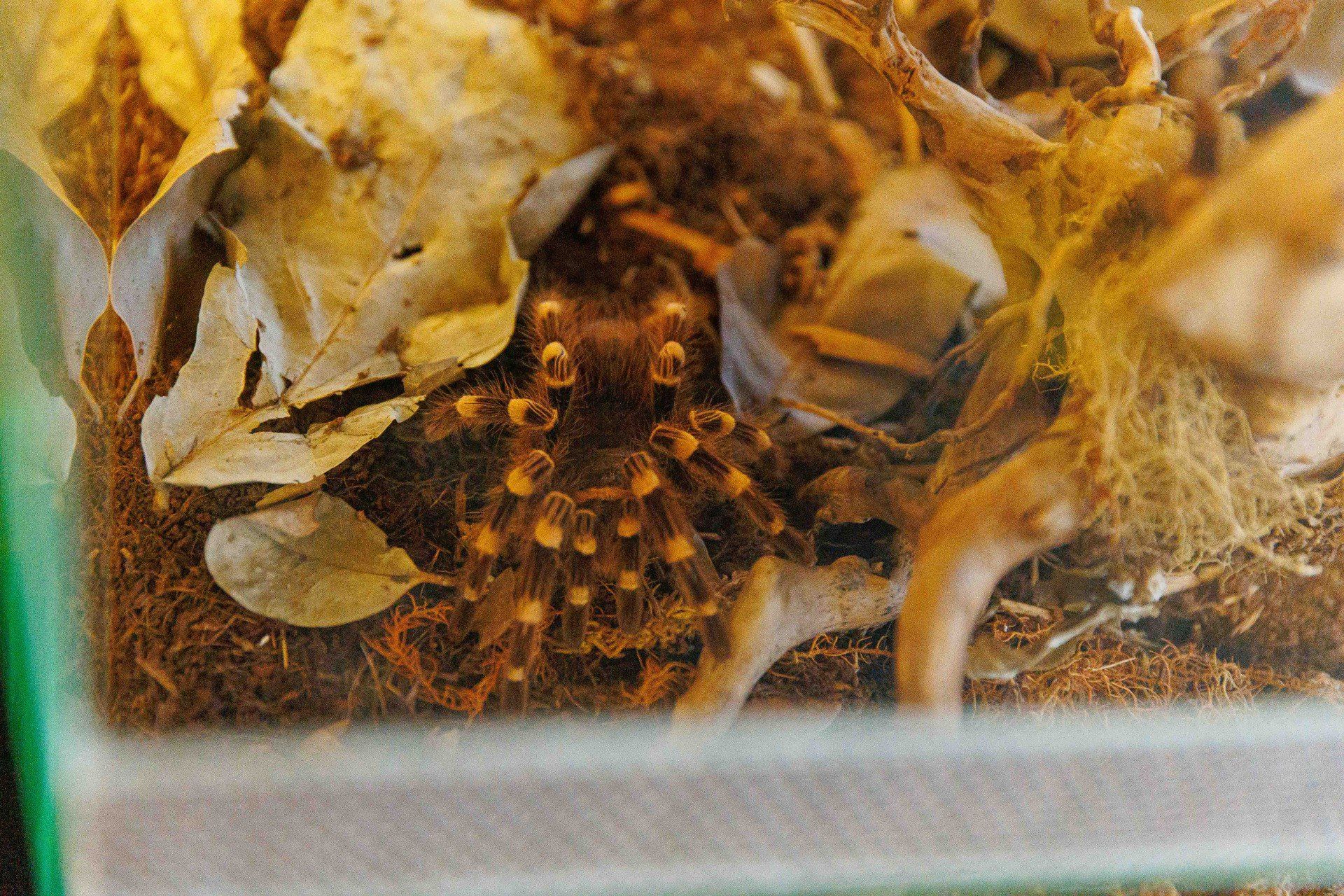 Targi terrarystyczno-akwarystyczne. Chorten Arena. Białystok