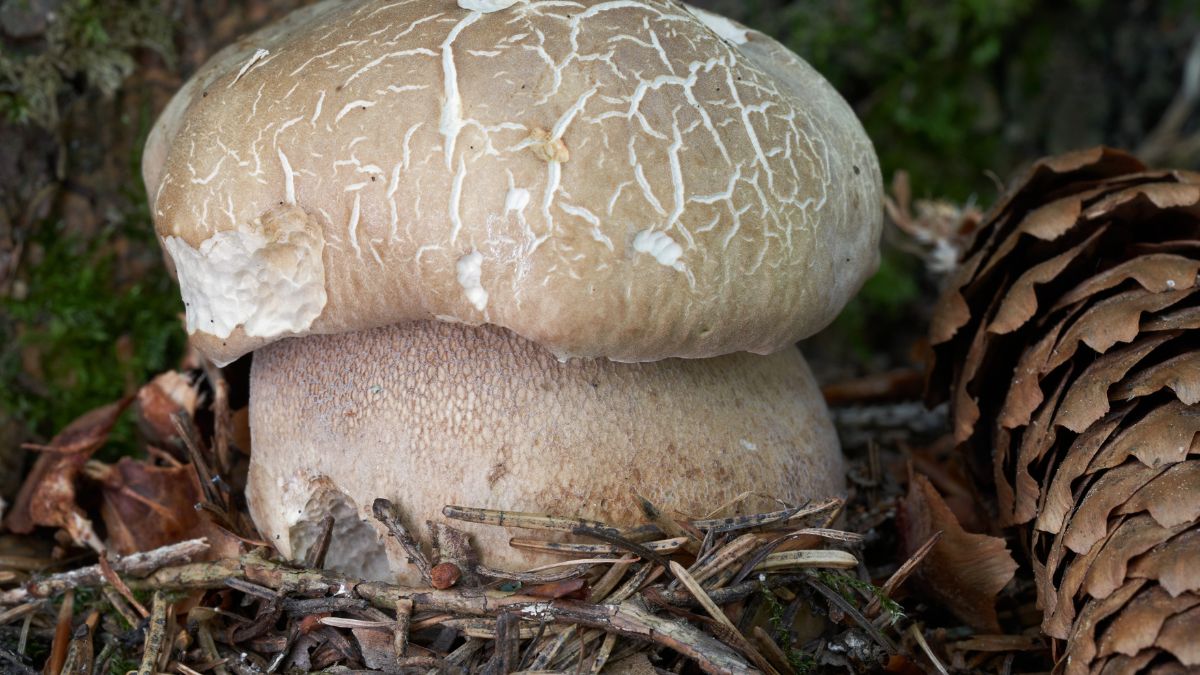Borowik usiatkowany jest smaczniejszy od prawdziwka