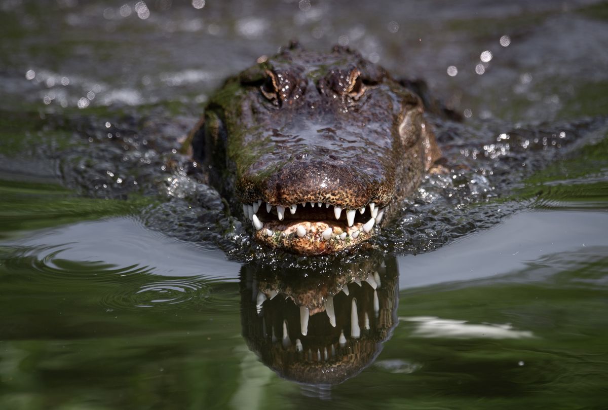Aligatory można spotkać na Florydzie (zdjęcie ilustracyjne)