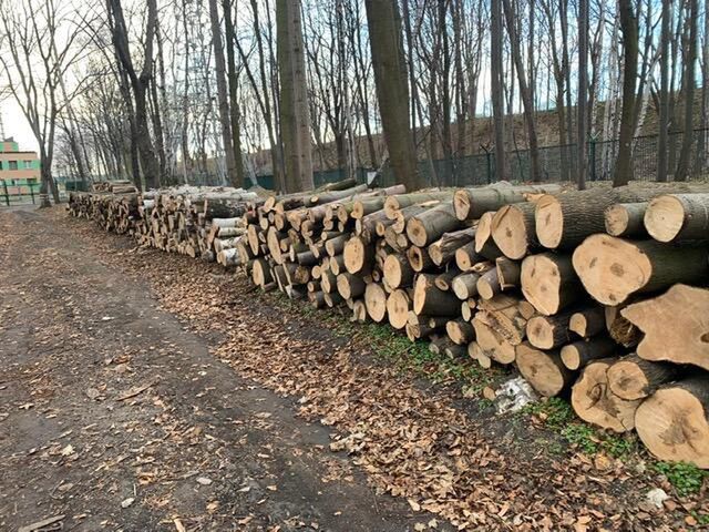 Drzewa, które zostały wycięte na terenie Westerplatte