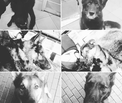 Tragiczna śmierć psów policyjnych w Warszawie. Poruszające wpisy funkcjonariuszy