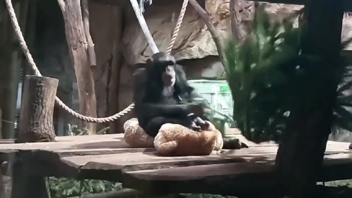 Szympans w warszawskim zoo 