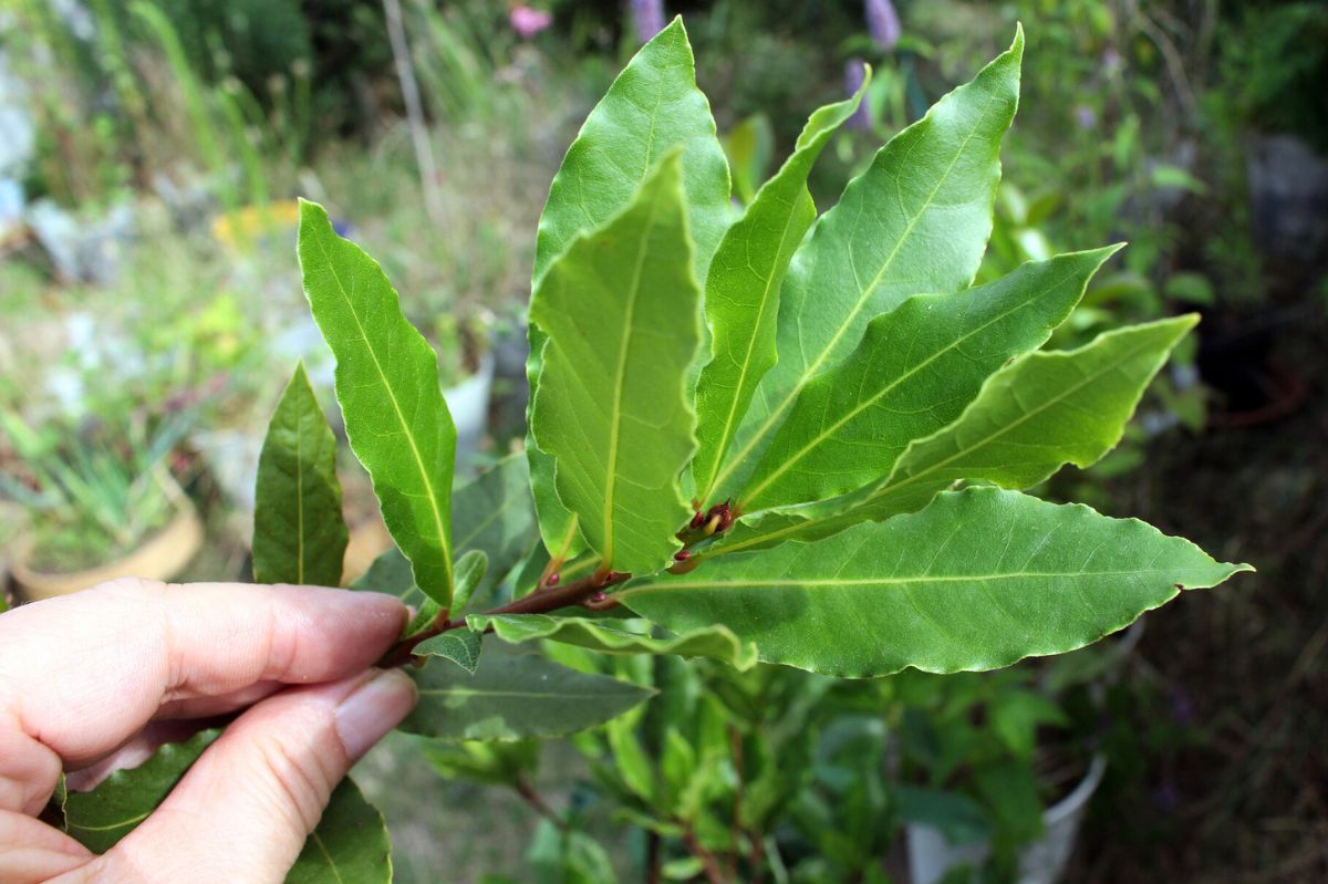From pot to plate: The simple joy of growing bay leaves at home