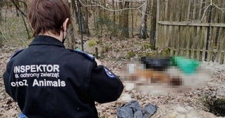 Stara Huta. Znaleziono ponad 100 szczątków psów
