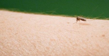 Już są w Europie. Naukowcy ostrzegają