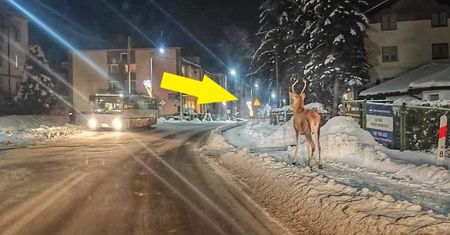 Spójrzcie na zdjęcie z Ustrzyk Dolnych. "Rudolf był widziany w mieście"
