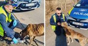 Śląsk: Niezwykła historia z happy endem. Policjanci uratowali błąkającego się psa