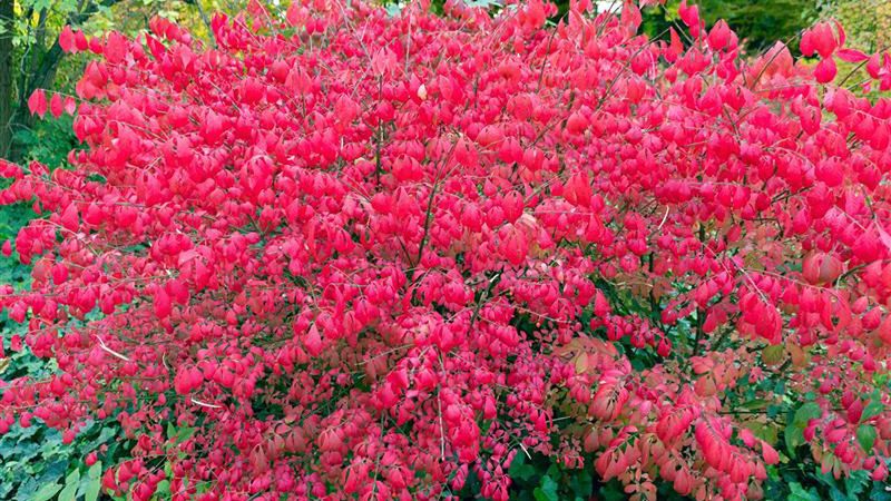 Trzmielina oskrzydlona jest odporna na wiele chorób