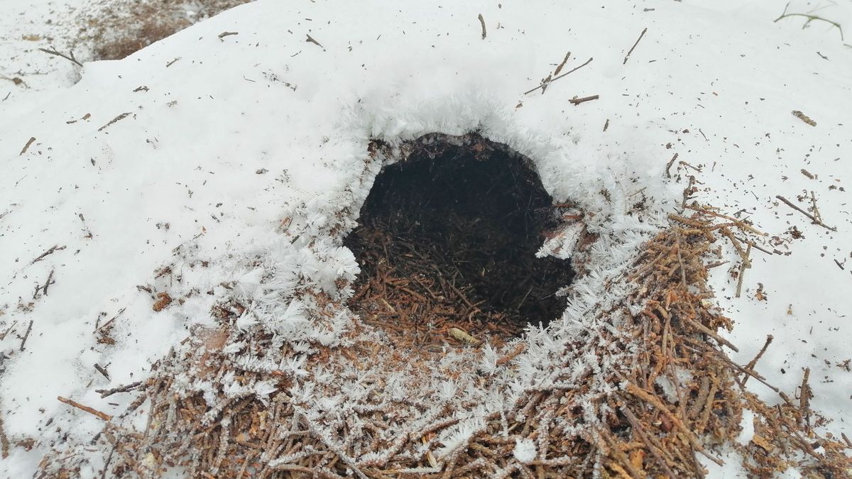 Podleśniczy Dawid Kontny wyjaśnił tajemnicę otworów w mrowiskach